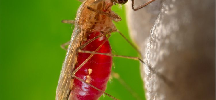 Malária betegtájékoztató